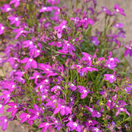 Pink Lobelia Erinus Flower Seeds Heirloom Non-GMO High Germination Organic Garden Seeds for Planting