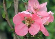 Pink Quince Flower Seeds Heirloom Non-GMO High Germination Organic Garden Seeds for Planting