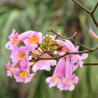 Tabebuia Rosea Seeds for Planting – Heirloom, Non-GMO, High Germination Organic Garden Seeds
