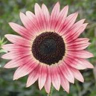 Sunflower Flower Seeds Pink Heirloom Non-GMO High Germination Organic Garden Seeds