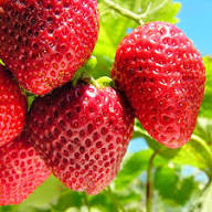 Strawberry Seascape Fruit Seeds for Planting – Heirloom Non-GMO High Germination Organic Garden Seeds