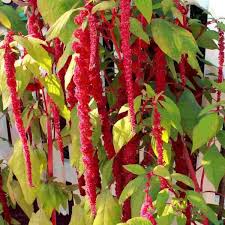 Quinoa Flower Seeds Heirloom Non-GMO High Germination Organic Garden Seeds for Planting