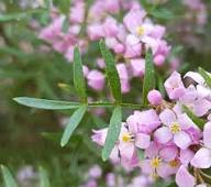Rosa Boronia Blumensamen – Alte Sorte, gentechnikfrei, hohe Keimfähigkeit, Bio-Gartensamen zum Pflanzen