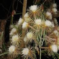 Selenicereus Flower Seeds for Planting – Heirloom, Non-GMO, High Germination Organic Garden Seeds