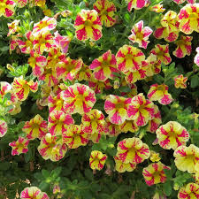 Yellow Pink Petunia Flower Seeds – Heirloom Non-GMO High Germination Organic Garden Seeds