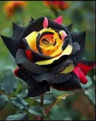 Black Yellow Rose Flower Seeds for Planting – Heirloom Non-GMO High Germination Organic Garden Seeds