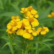 Yellow Tagetes Lucida Flower Seeds Heirloom Non-GMO High Germination Organic Seeds