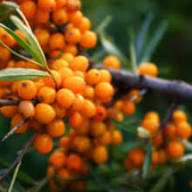 Orange Buckthorn Seeds Heirloom Non-GMO High Germination Organic Garden Seeds for Planting
