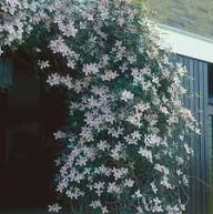 Mixed Climbing Clematis Flower Seeds Heirloom Non-GMO High Germination Organic Garden Seeds for Planting