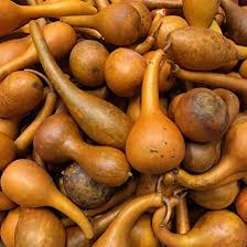 Brown Gourd Calabash Bottle Seeds for Planting – Unique Garden Decor &amp; Utility, Heirloom &amp; Non-GMO, High Germination Seeds Organic Garden Seeds