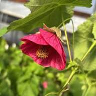 Red Abutilon Flower Seeds Heirloom Non-GMO High Germination Organic Garden Seeds for Planting