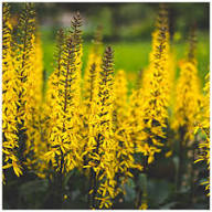 Yellow Ligularia Flower Seeds – Heirloom Non-GMO High Germination Organic Garden Seeds