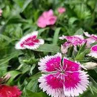 White Marron Dianthus Flower Seeds Heirloom Non-GMO High Germination Organic Garden Seeds