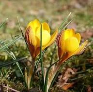 Yellow Crocus Flower Seeds – Heirloom, Non-GMO, High Germination Organic Garden Seeds