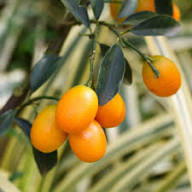 Citrus Calamondin Seeds Heirloom Non-GMO High Germination Organic Garden Seeds for Planting