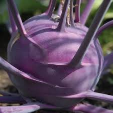 Purple Kohlrabi Seeds for Planting – Heirloom Non-GMO Organic Vegetable Seeds, High Germination Garden Seeds
