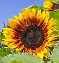 Yellow Red Sunflower Flower Seeds Heirloom Non-GMO High Germination Organic Garden Seeds
