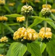 Yellow Phlomis Russeliana Flower Seeds – Heirloom, Non-GMO, High Germination Organic Garden Seeds for Planting