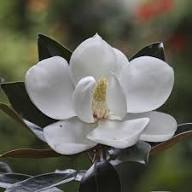 White Yulan Flower Seeds – Heirloom Non-GMO High Germination Organic Garden Seeds