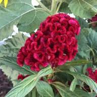 Red Cockscomb Flower Seeds for Planting – Heirloom Non-GMO High Germination Seeds