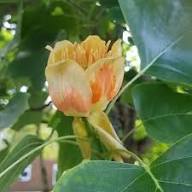 Yellow Tulip Tree Seeds Heirloom Non-GMO High Germination Organic Garden Seeds