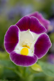Semillas de torenia de flores púrpuras y amarillas – Herencia, sin OGM, semillas orgánicas de alta germinación