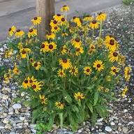 Susan Rudbeckia Flower Seeds Heirloom Non-GMO High Germination Organic Garden Seeds for Planting