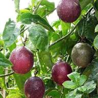 Passion Seeds Orange Heirloom Non-GMO High Germination Organic Garden Seeds for Planting