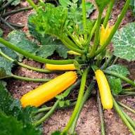 Yellow Zucchini Seeds for Planting – Heirloom, Non-GMO, Organic Vegetable Garden Seeds, High Germination Summer Squash