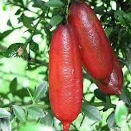 Mixed Finger Lime Citrus Fruit Seeds – Heirloom, Non-GMO, High Germination Organic Garden Seeds