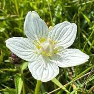 Semillas de flor Parnassia Palustris blanca – Herencia, no transgénicas, semillas de jardín orgánicas de alta germinación