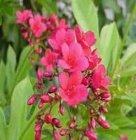 Red Jasmine Flower Seeds – Heirloom, Non-GMO, High Germination Seeds
