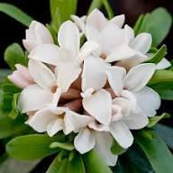 White Daphne Flower Seeds Heirloom Non-GMO High Germination Organic Garden Seeds for Planting