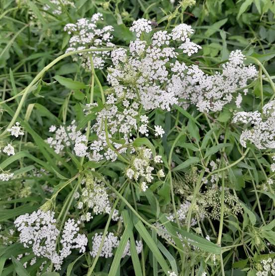 Semillas de escarola blanca heirloom sin OGM de alta germinación para plantar en jardín orgánico