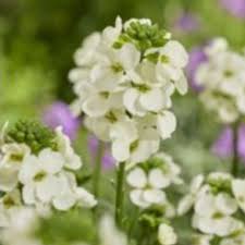 White Erysimum Cheiri Flower Seeds Heirloom Non-GMO High Germination Organic Garden Seeds for Planting