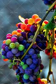 Mixed Rainbow Grapes Fruit Seeds – Heirloom, Non-GMO, High Germination Organic Garden