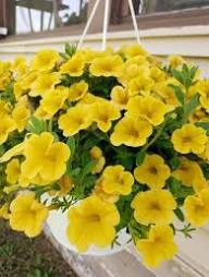 Yellow Calibrocha Flower Seeds – Heirloom, Non-GMO, High Germination Organic Seeds