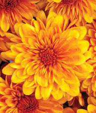 Yellow Pyrethrum Flower Seeds Heirloom Non-GMO High Germination Organic Garden Seeds for Planting