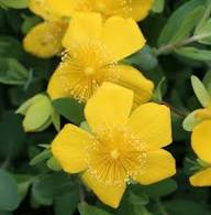 Hypericum Cerastoides Flower Yellow Seeds – Heirloom Non-GMO High Germination Organic Seeds