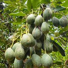Mixed Avocado Seeds – Heirloom, Non-GMO, High Germination Organic Garden