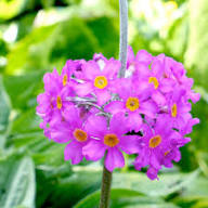 Pink Primula Candelabra Flower Seeds for Planting – Heirloom Non-GMO High Germination Organic Garden Seeds