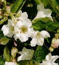 Weigela Flower Seeds White – Heirloom Non-GMO High Germination Organic Garden Seeds for Planting