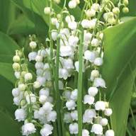 White Convallaria Flower Seeds – Heirloom Non-GMO High Germination