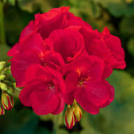Semillas de geranio rojo Pelargonium – Cimarrón, sin OGM, alta germinación