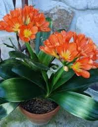 Perennial Clivia Flower Seeds for Planting – Heirloom Non-GMO High Germination Organic Seeds