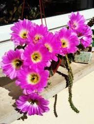 Pink Echinocereus Flower Seeds Heirloom Non-GMO High Germination Organic Garden Seeds for Planting