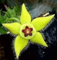 Yellow Stapelia Flower Seeds Heirloom Non-GMO High Germination Organic Garden Seeds