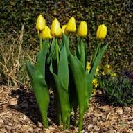 Gelbe Tulpen Blumensamen Alte Sorte Gentechnikfrei Hohe Keimrate Bio-Gartensamen