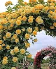 Yellow Climbing Rose Flower Seeds Heirloom Non-GMO High Germination Organic Garden Seeds for Planting