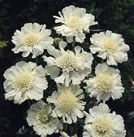 White Scabious Flower Seeds for Planting – Heirloom, Non-GMO High Germination Organic Garden Seeds
